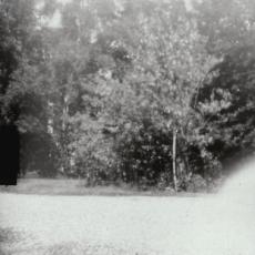 Arbres, tirage, sténopé, 2004.